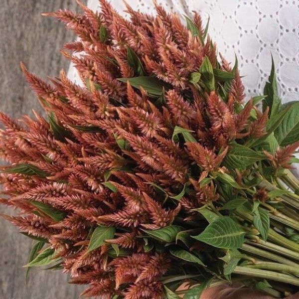 Celosia Seed