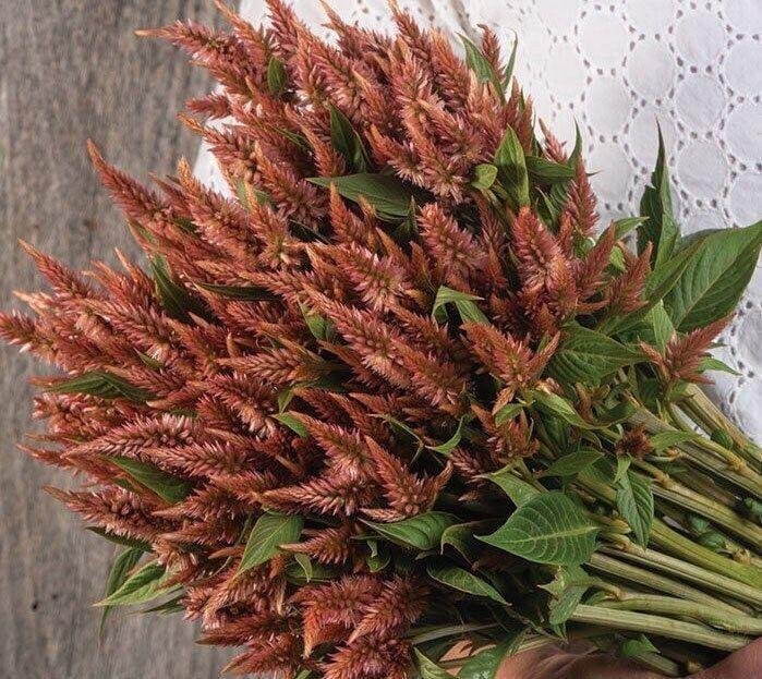 Celosia Seed