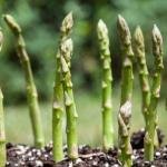 Asparagus Seeds