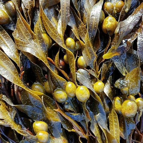 Bladderwrack Seaweed