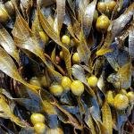 Bladderwrack Seaweed