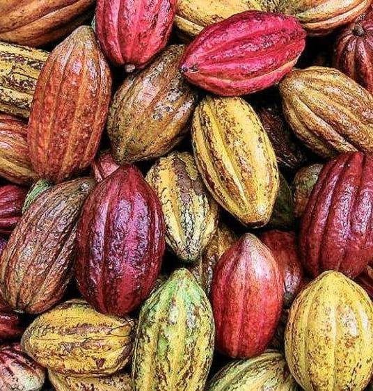 Cacao Pod