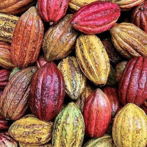 Cacao Pod