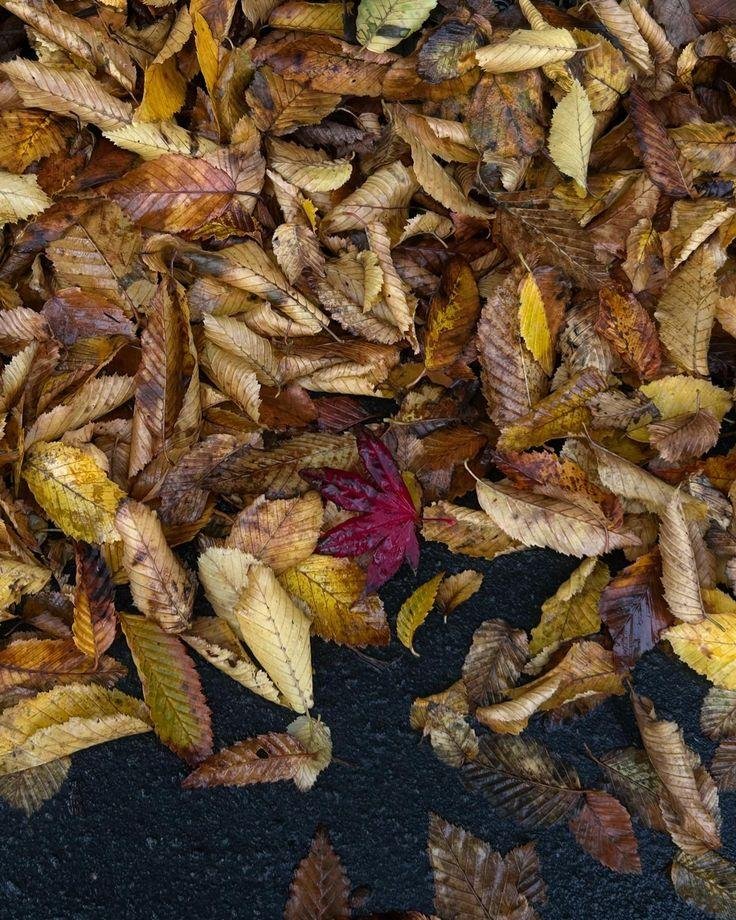 Ajwain ke Patte (Carom leaves)