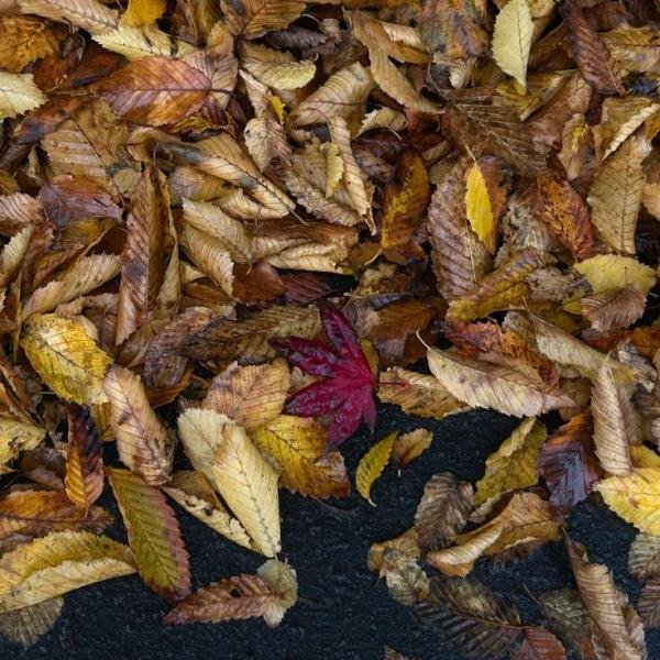 Ajwain ke Patte (Carom leaves)