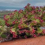 Cactus Fruit (Prickly Pear)