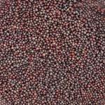 Black Mustard Seed Pods