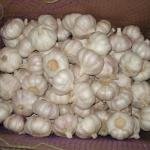 Allium Sativum (Wild Garlic)