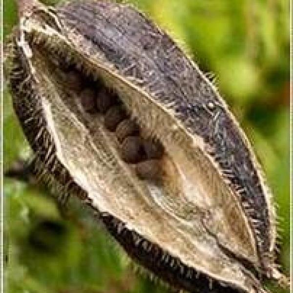 Abelmoschus (Musk Okra)